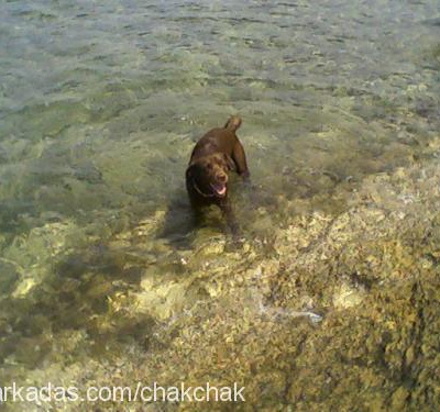 chakie Erkek Labrador Retriever