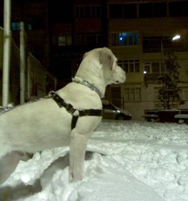 pascal Erkek Labrador Retriever