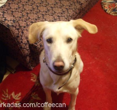 coffee (kafi) Erkek Labrador Retriever
