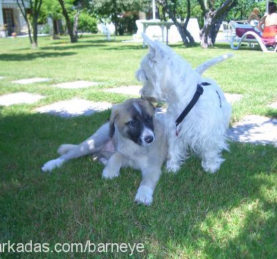 barney Erkek West Highland White Terrier