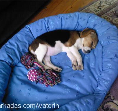 bonny Dişi Beagle