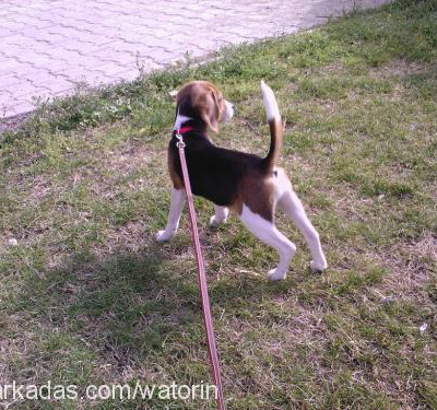 bonny Dişi Beagle
