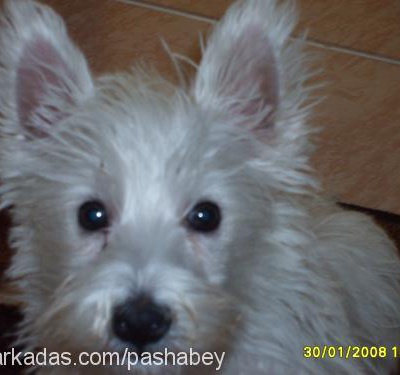 pasha Erkek West Highland White Terrier