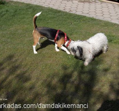 snoopy Erkek Beagle