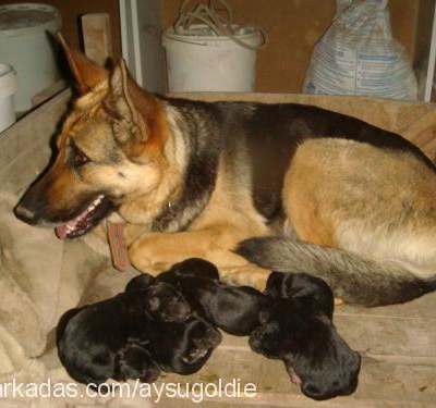 yenibebekler Erkek Alman Çoban Köpeği