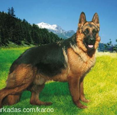 jalkvomeclİps Erkek Alman Çoban Köpeği