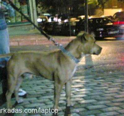 laptop Erkek Amerikan Staffordshire Terrier