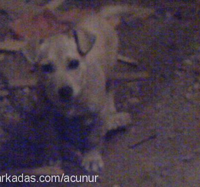 tomi Erkek Jack Russell Terrier