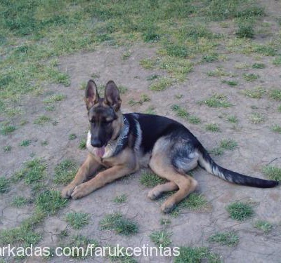 pascha Erkek Alman Çoban Köpeği