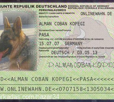 paŞa Erkek Alman Çoban Köpeği