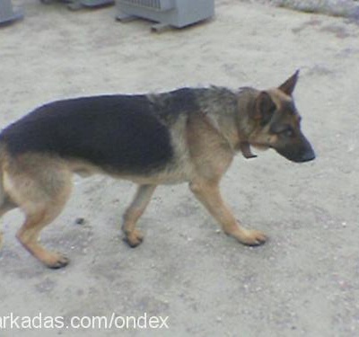 Cash Erkek Alman Çoban Köpeği