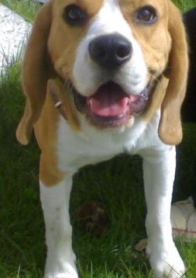 bugİ Dişi Beagle