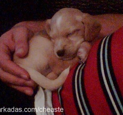 cheaster Erkek Beagle