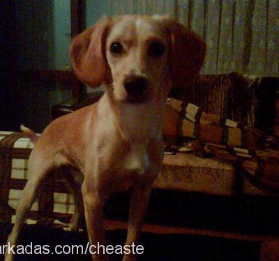 cheaster Erkek Beagle