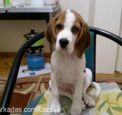 rafi Erkek Beagle