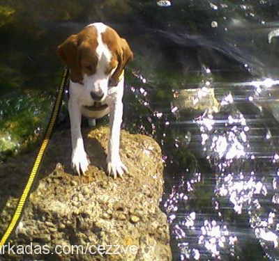 rafi Erkek Beagle