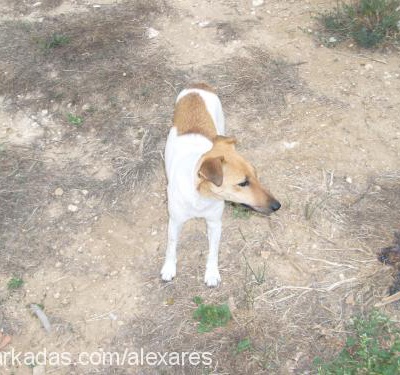 lady Dişi Jack Russell Terrier