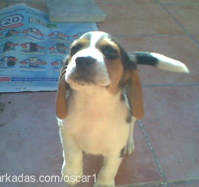 oscar Erkek Beagle