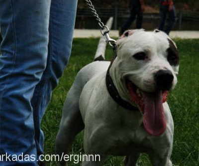 korsan Erkek Amerikan Pitbull Terrier
