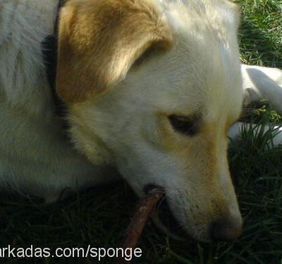 sponge Erkek Labrador Retriever