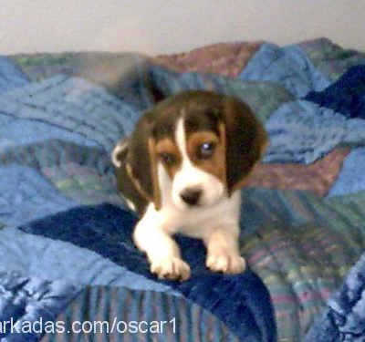 oscar Erkek Beagle