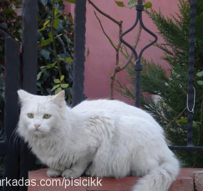 beyaz Dişi Ankara Kedisi (Angora)