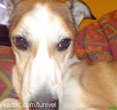 mavİ Erkek Jack Russell Terrier