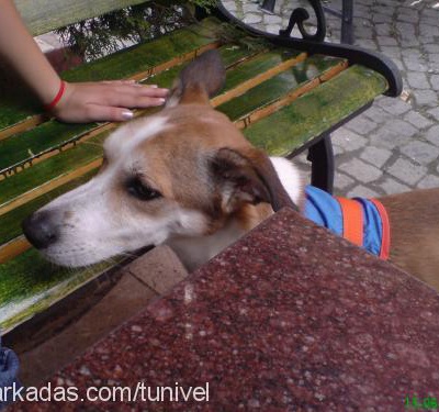 mavİ Erkek Jack Russell Terrier
