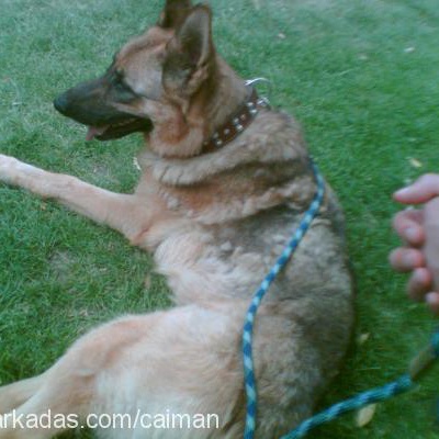 shila Dişi Alman Çoban Köpeği
