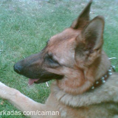 shila Dişi Alman Çoban Köpeği