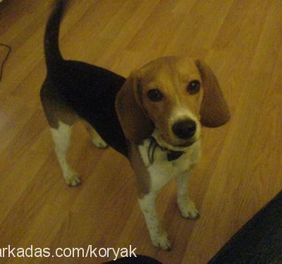 mocha Erkek Beagle