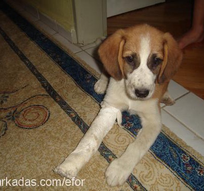 Çakil Dişi Beagle