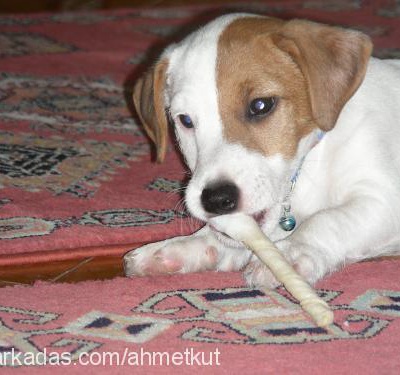laika Dişi Jack Russell Terrier