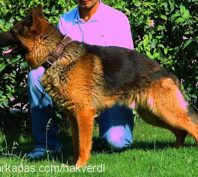 mİko Erkek Alman Çoban Köpeği