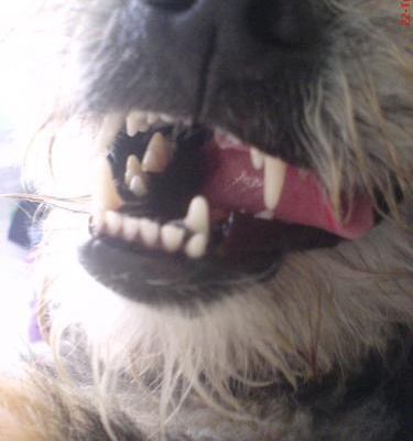 karamel Dişi Yorkshire Terrier