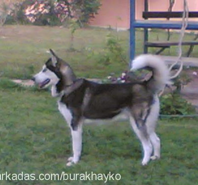 hayko Erkek Sibirya Kurdu (Husky)