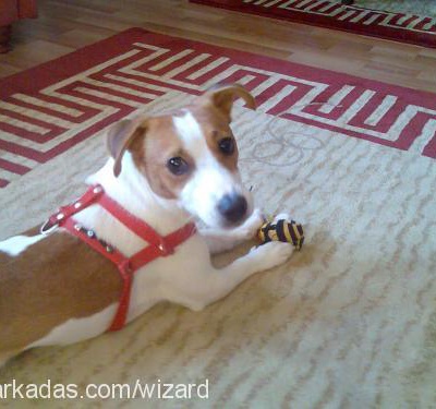 jacksparrow Erkek Jack Russell Terrier
