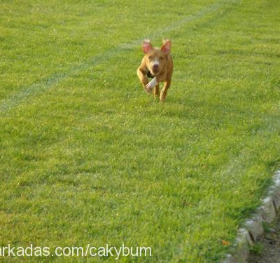 lion Erkek Amerikan Staffordshire Terrier