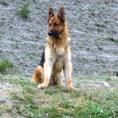 kuzey Erkek Alman Çoban Köpeği