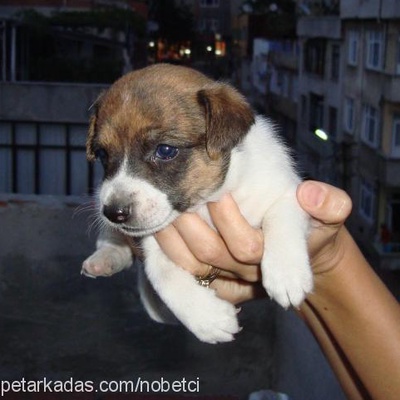 cipsy Dişi Jack Russell Terrier