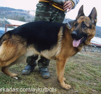 zorovonsofonga Erkek Alman Çoban Köpeği
