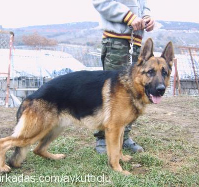 zorovonsofonga Erkek Alman Çoban Köpeği