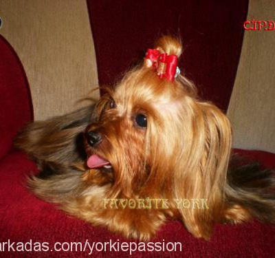 cindygoldenrush Dişi Yorkshire Terrier