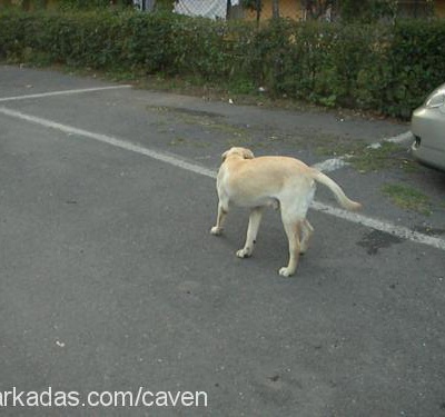 baxi Erkek Labrador Retriever