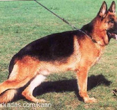 mark Erkek Alman Çoban Köpeği