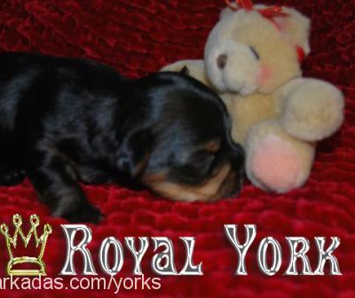 royalyorks Dişi Yorkshire Terrier