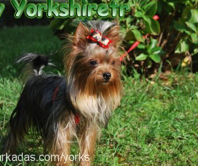 myra Dişi Yorkshire Terrier