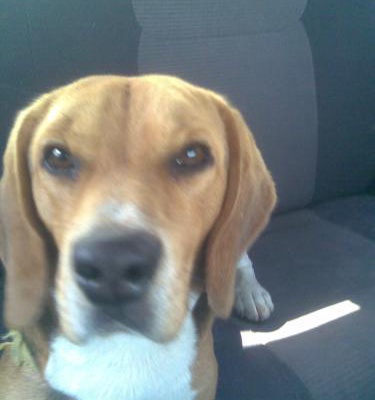çekiç Erkek Beagle
