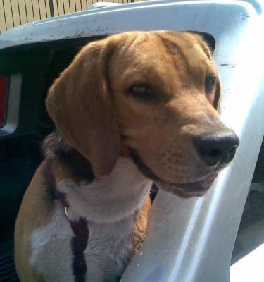 çekiç Erkek Beagle