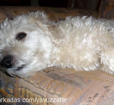 fındık Erkek West Highland White Terrier